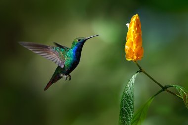 Colibri